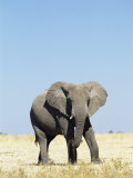 Bull African Elephants, Loxodonta Africana, Etosha National Park, Namibia, Africa Lámina fotográfica por Ann & Steve Toon