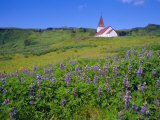 Church and Lupin Flowers, Vik, Iceland Photographic Print by Chris Kober