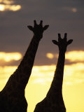 Two Giraffes Silhouetted at Sunset, Etosha National Park, Namibia, Africa Photographic Print by Ann & Steve Toon