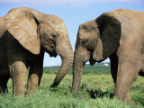 Two African Elephants, Loxodonta Africana, Addo, South Africa, Africa Photographic Print by Ann & Steve Toon