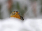 Robin (Erithacus Rubecula), in Garden in Falling Snow, United Kingdom, Europe Photographic Print by Ann & Steve Toon