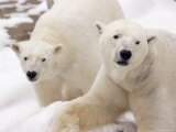 Close-up of Two Polar Bears Photographic Print by James Gritz