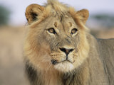 Lion, Panthera Leo, Kalahari Gemsbok National Park, South Africa, Africa Photographic Print by Ann & Steve Toon