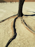 Dead Vlei, Sossuvlei Dune Field, Namib-Naukluft Park, Namib Desert, Namibia, Africa Photographic Print by Ann & Steve Toon