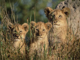 Lion Cubs, Panthera Leo, Kruger National Park, South Africa, Africa Photographic Print by Ann & Steve Toon