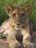 Lion Cub, Panthera Leo, in Kruger National Park Mpumalanga, South Africa Photographic Print by Ann & Steve Toon