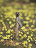 Meerkat (Suricata Suricatta), Kgalagadi Transfrontier Park, South Africa, Africa Photographie par Ann & Steve Toon