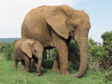 Mother and Calf, African Elephant (Loxodonta Africana) Addo National Park, South Africa, Africa Photographie par Ann & Steve Toon