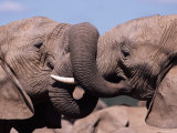Two African Elephants (Loxodonta Africana) Wrestling, Addo National Park, South Africa, Africa Photographic Print by Ann & Steve Toon