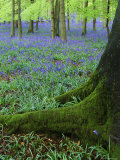 Bluebells in Beech Woodland, Buckinghamshire, England, UK, Europe Photographic Print by David Tipling