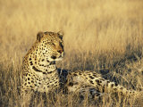 Leopard, Panthera Pardus, in Captivity, Namibia, Africa Photographic Print by Ann & Steve Toon