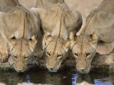 Lions Drinking, Panthera Leo, Kgalagadi Transfrontier Park, South Africa, Africa Photographic Print by Ann & Steve Toon