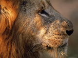 Close-up of a Lion (Panthera Leo), Mala Mala Game Reserve, Sabi Sand Park, South Africa, Africa Lámina fotográfica por Sergio Pitamitz