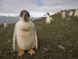 Gentoo Penguin, Aitcho Island, South Shetland Islands, Antarctica, Polar Regions Photographic Print by Sergio Pitamitz