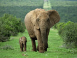 Mother and Calf, African Elephant (Loxodonta Africana), Addo National Park, South Africa, Africa Fotografisk tryk af Ann & Steve Toon Mother and Calf, African Elephant (Loxodonta Africana), Addo National Park, South Africa, Africa Fotografisk tryk af Ann & Steve Toon