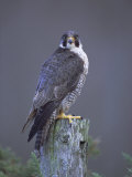 Peregrine Falcon (Falco Peregrinus), Scotland, UK, Europe Photographie par David Tipling