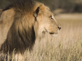 Lion (Panthera Leo), Kgalagadi Transfrontier Park, South Africa, Africa Photographic Print by Ann & Steve Toon