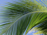 Close-up of Palm Leaf at Ko Samet Island, Rayong, Thailand, Asia Photographic Print by Richard Nebesky