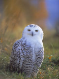 Snowy Owl, Alaska, USA Photographie par David Tipling