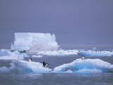 Adelie Penguins on Iceberg, Paulet Island, Antarctica, Polar Regions Photographie par David Tipling