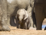 African Elephant Calf (Loxodonta Africana), Addo Elephant National Park, South Africa, Africa Photographic Print by Ann & Steve Toon