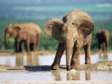 Young African Elephant, Loxodonta Africana, at Waterhole, Addo National Park, South Africa, Africa Photographic Print by Ann & Steve Toon