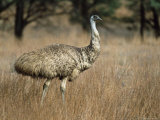 Emu, Dromaius Novaehollandiae, Flinders Ranges National Park, South Australia, Australia Photographie par Ann & Steve Toon