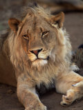 Close-up of a Lion (Panthera Leo), Mashatu Game Reserve, Botswana, Africa Photographic Print by Sergio Pitamitz