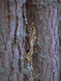 Long Eared Owl (Asio Otus) in Winter, Scotland, UK, Europe Photographic Print by David Tipling