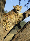 Cheetah, Acinonyx Jubartus, Sitting in Tree, in Captivity, Namibia, Africa Photographic Print by Ann & Steve Toon