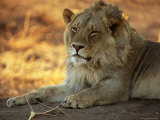 Close-up of a Lion (Panthera Leo), Mashatu Game Reserve, Botswana, Africa Photographic Print by Sergio Pitamitz