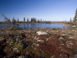 Landscape at Hudson Bay, Churchill, Manitoba, Canada, North America Photographic Print by Thorsten Milse Landscape at Hudson Bay, Churchill, Manitoba, Canada, North America Photographic Print by Thorsten Milse