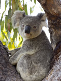 Koala, (Phascolartos Cinereus), Magnetic Island, Queensland, Australia Lámina fotográfica por Thorsten Milse Koala, (Phascolartos Cinereus), Magnetic Island, Queensland, Australia Lámina fotográfica por Thorsten Milse