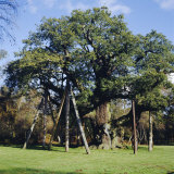 The Major Oak (Robin Hood Tree), Sherwood Forest, Nottinghamshire, England Fotografisk trykk av L Bond The Major Oak (Robin Hood Tree), Sherwood Forest, Nottinghamshire, England Fotografisk trykk av L Bond