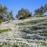 Olives Groves and Wild Flowers, Greece, Europe Photographic Print by Tony Gervis
