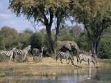 Elephant and Zebras at the Khwai River, Moremi Wildlife Reserve, Botswana, Africa Photographic Print by Thorsten Milse