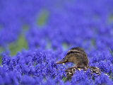Mallard (Anas Platyrhynchos), Alkmaar, Netherland Photographic Print by Thorsten Milse