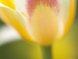 Tulip, Tulipa Photographic Print by Thorsten Milse