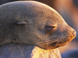 South African Fur Seal, (Arctocephalus Pusillus), Cape Cross, Namibia Photographic Print by Thorsten Milse