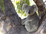 Koala (Phascolartos Cinereus), Magnetic Island, Queensland, Australia Fotografiskt tryck av Thorsten Milse Koala (Phascolartos Cinereus), Magnetic Island, Queensland, Australia Fotografiskt tryck av Thorsten Milse