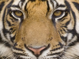 Thorsten Milse - Bengal Tiger, (Panthera Tigris Tigris), Bandhavgarh, Madhya Pradesh, India - Fotografik Baskı Thorsten Milse - Bengal Tiger, (Panthera Tigris Tigris), Bandhavgarh, Madhya Pradesh, India - Fotografik Baskı