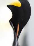 Emperor Penguin (Aptenodytes Forsteri), Snow Hill Island, Weddell Sea, Antarctica, Polar Regions Photographie par Thorsten Milse