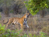 Bengal Tiger, (Panthera Tigris), Bandhavgarh, Madhya Pradesh, India Photographic Print by Thorsten Milse