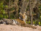 Bengal Tiger, Panthera Tigris Tigris, Bandhavgarh National Park, Madhya Pradesh, India, Asia Photographic Print by Thorsten Milse