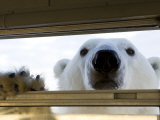 Polar Bear (Ursus Maritimus), Hudson Bay, Churchill, Manitoba, Canada, North America Photographic Print by Thorsten Milse