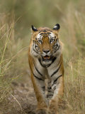 Bengal Tiger, (Panthera Tigris Tigris), Bandhavgarh, Madhya Pradesh, India Photographic Print by Thorsten Milse