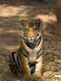 Bengal Tiger, Panthera Tigris Tigris, Bandhavgarh National Park, Madhya Pradesh, India, Asia Photographic Print by Thorsten Milse