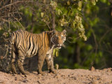 Bengal Tiger, (Panthera Tigris Tigris), Bandhavgarh, Madhya Pradesh, India Photographic Print by Thorsten Milse