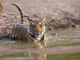 Bengal Tiger, (Panthera Tigris Tigris), Bandhavgarh, Madhya Pradesh, India Photographic Print by Thorsten Milse
