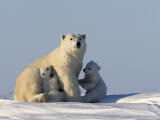Polar Bear with Cubs, (Ursus Maritimus), Churchill, Manitoba, Canada Photographie par Thorsten Milse